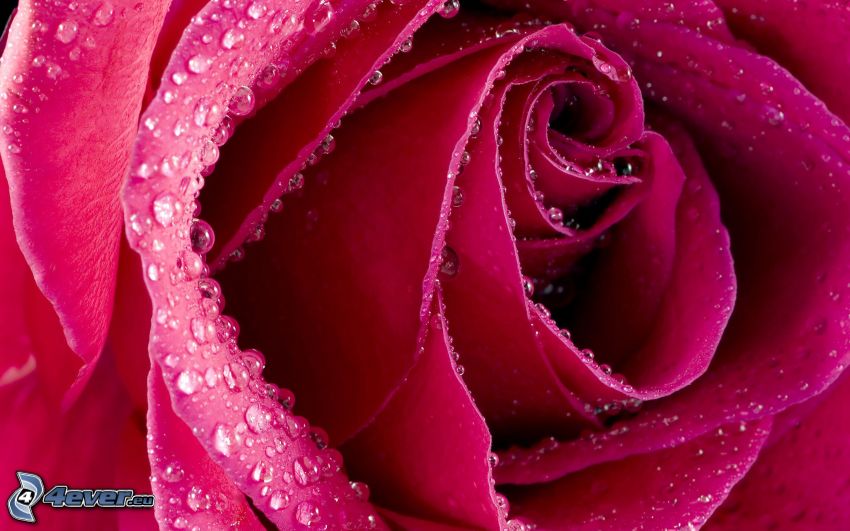 pink rose, dew rose