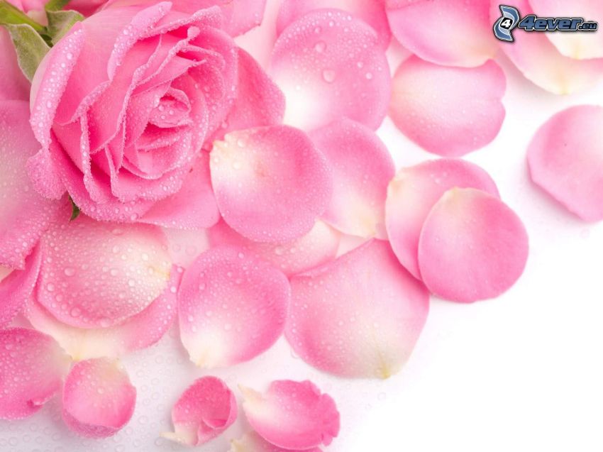 pink rose, dewdrops