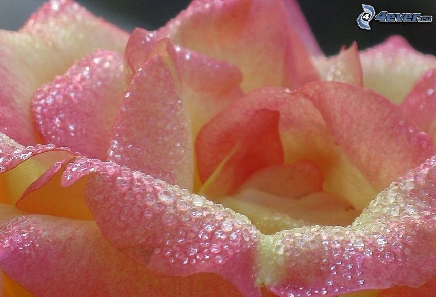 pink rose, drops of water, macro