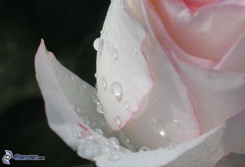 pink rose, drops of water