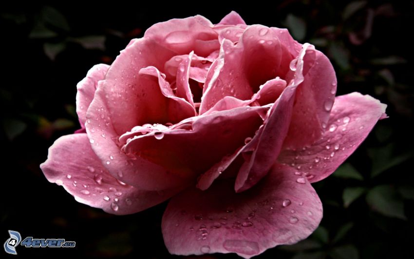 pink rose, drops of water