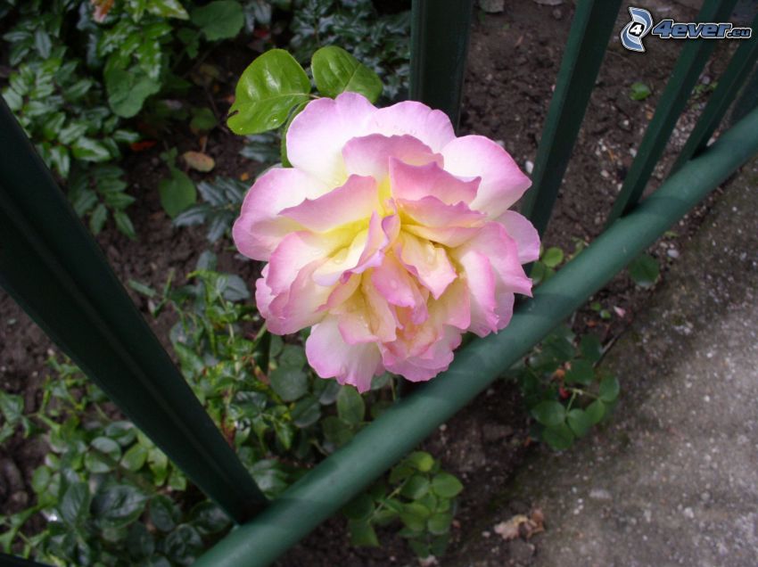 pink rose, fence