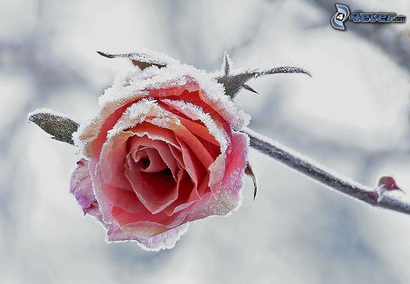 pink rose, icing