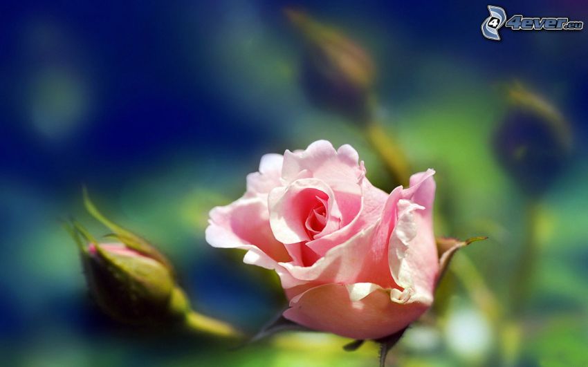 pink rose, rosebud