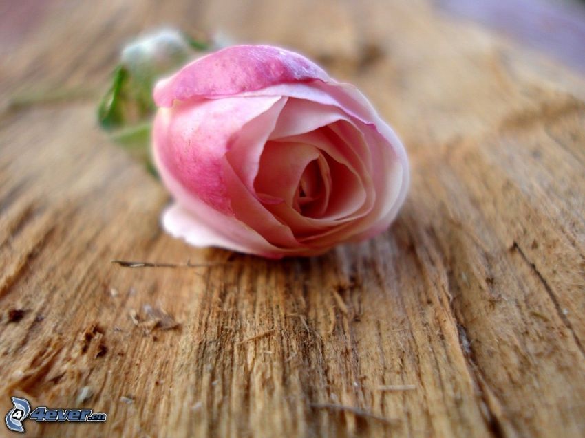 pink rose, wood
