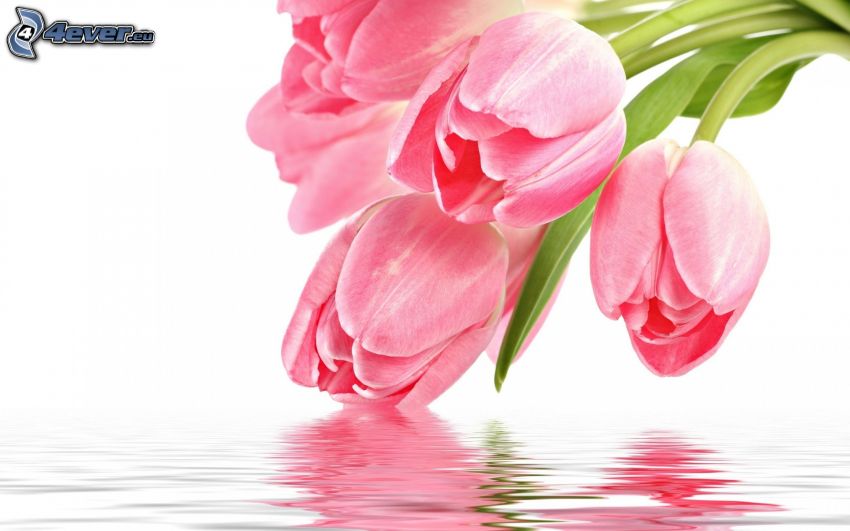 pink tulips, water