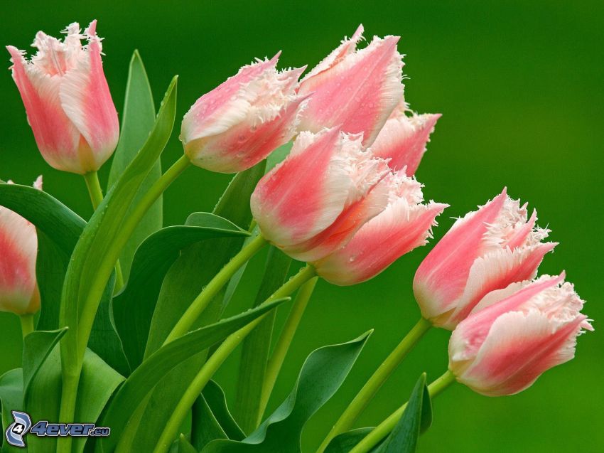 pink tulips