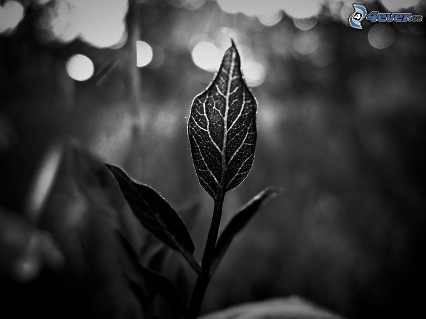 plant, black and white
