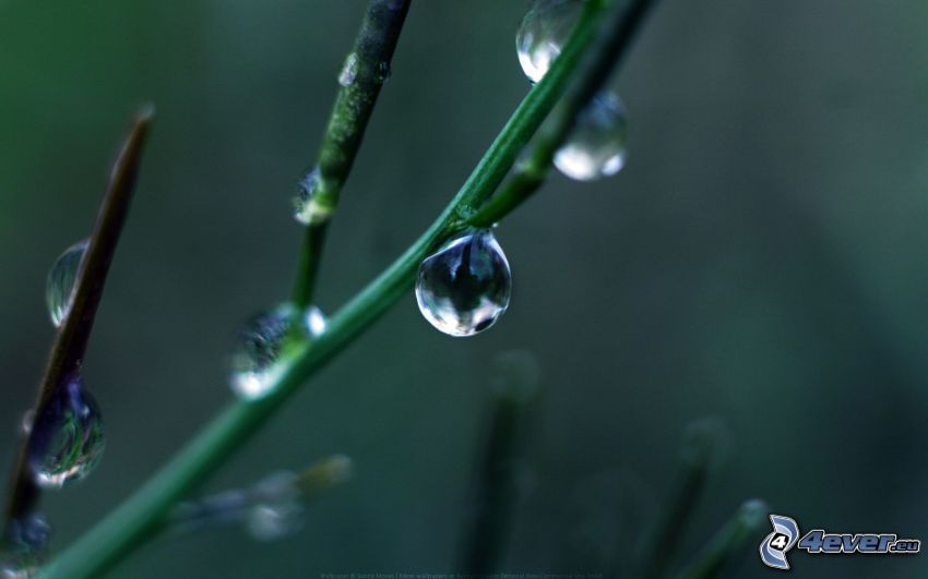 plant, drops of water, macro