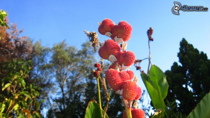 plant, lychees