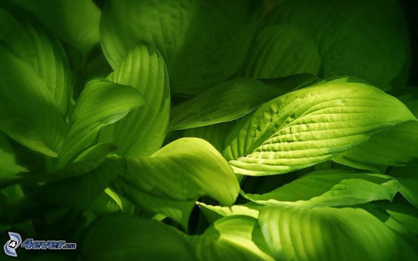 plantain, green leaves