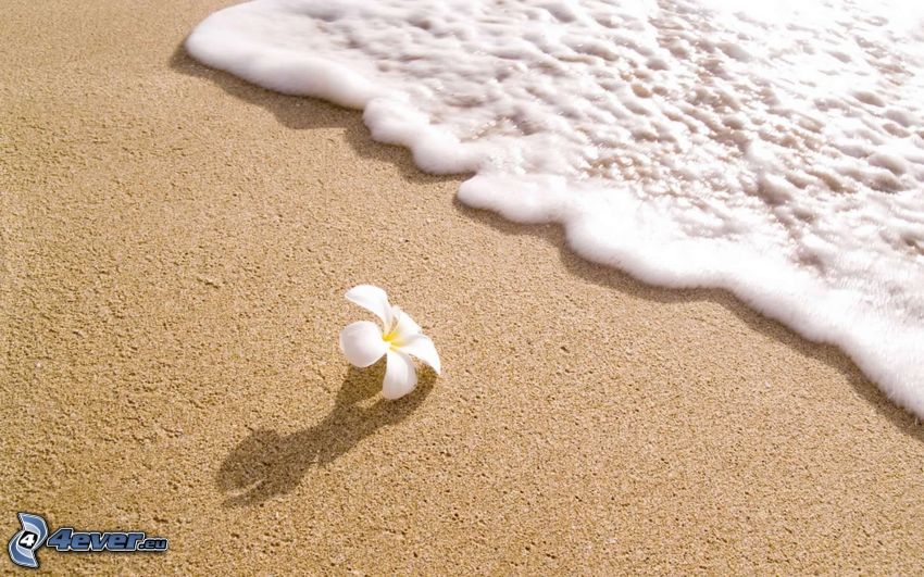 plumeria, white flower, sandy beach, sea