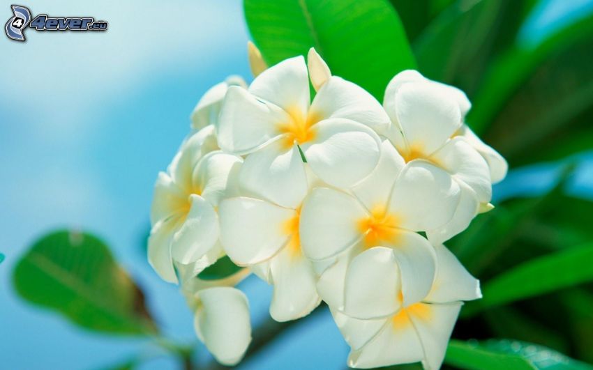 plumeria, white flowers