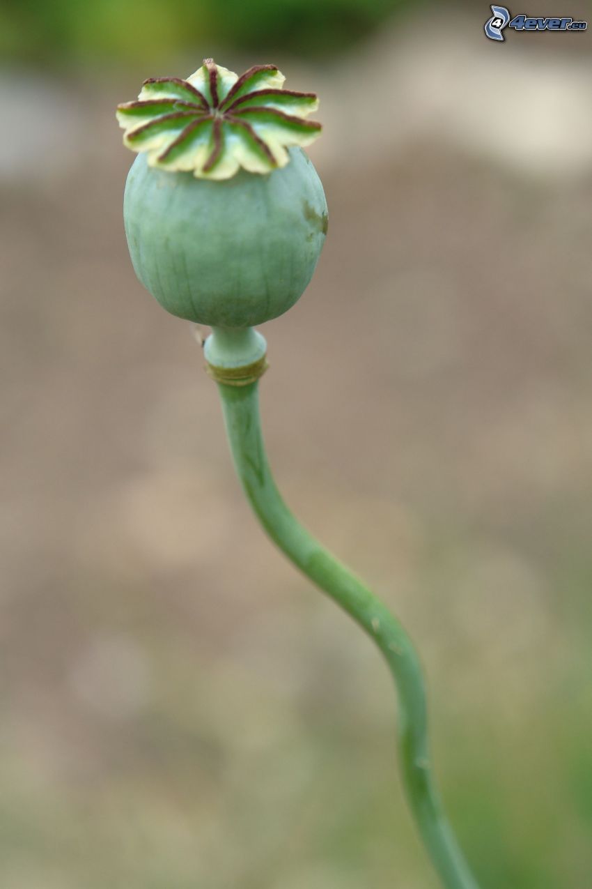 poppy head