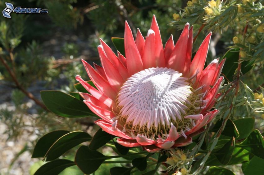 Protea