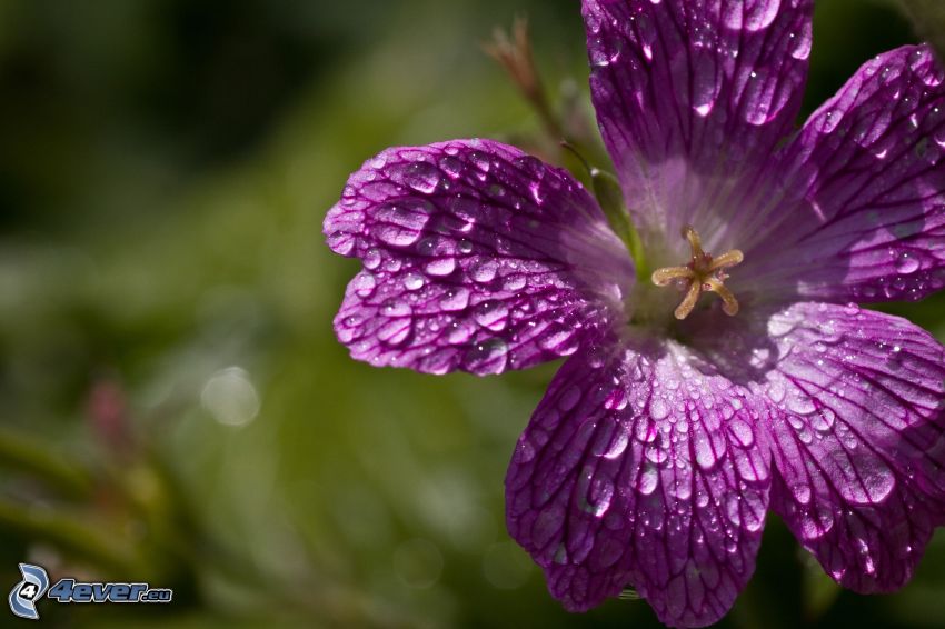 purple flower, dew flower