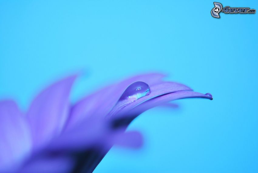 purple flower, drop of water