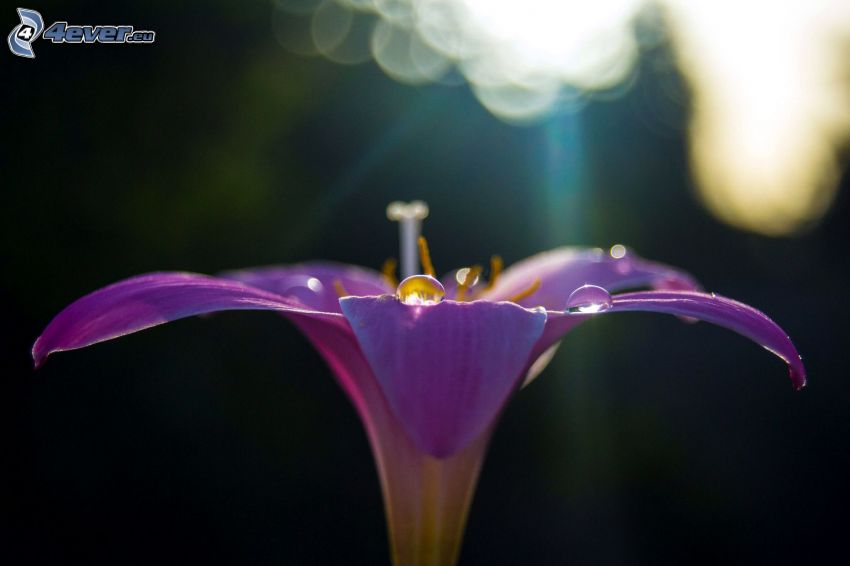 purple flower, drops of water