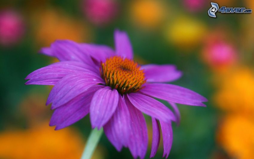 purple flower