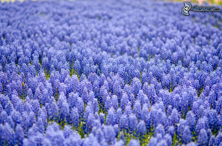 purple flowers, field