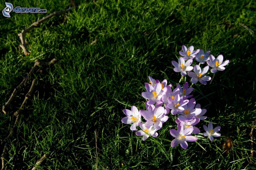 purple flowers, grass