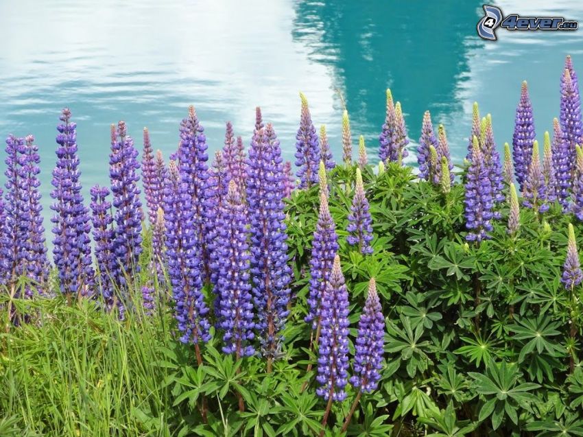 purple flowers, lupins, water surface