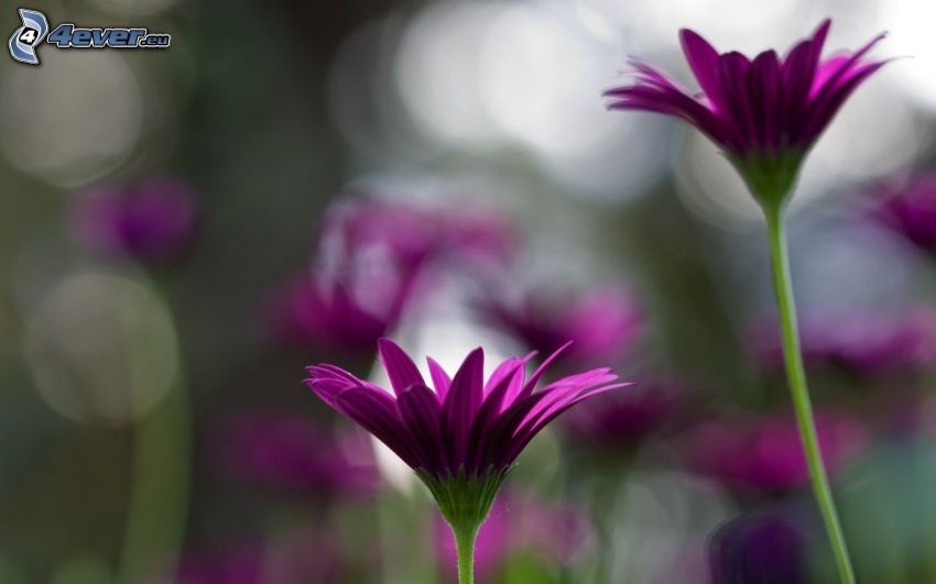 purple flowers