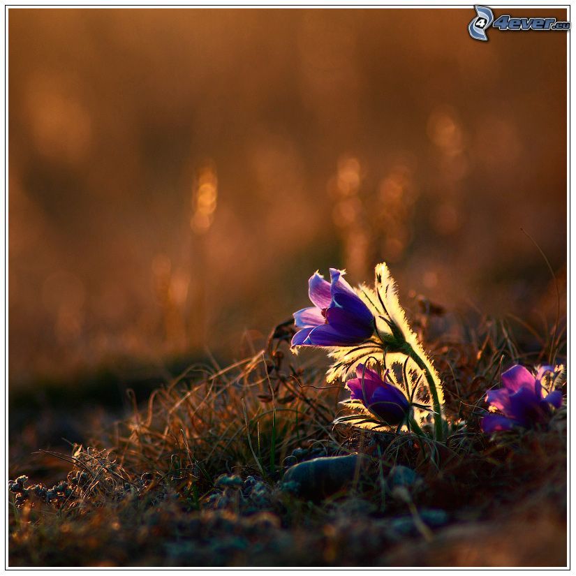 purple flowers