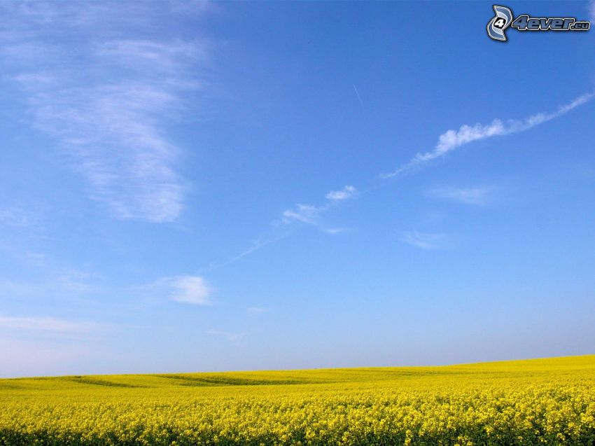 rapeseed, blue sky, field