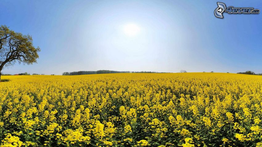rapeseed, yellow field