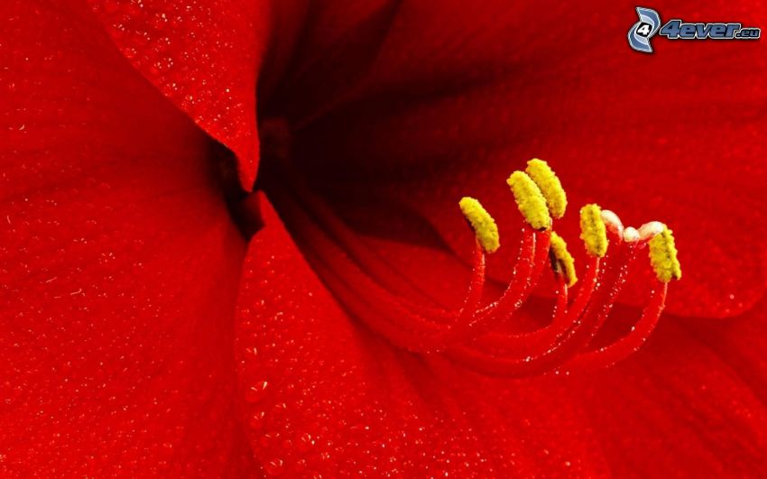 red flower, drops of water
