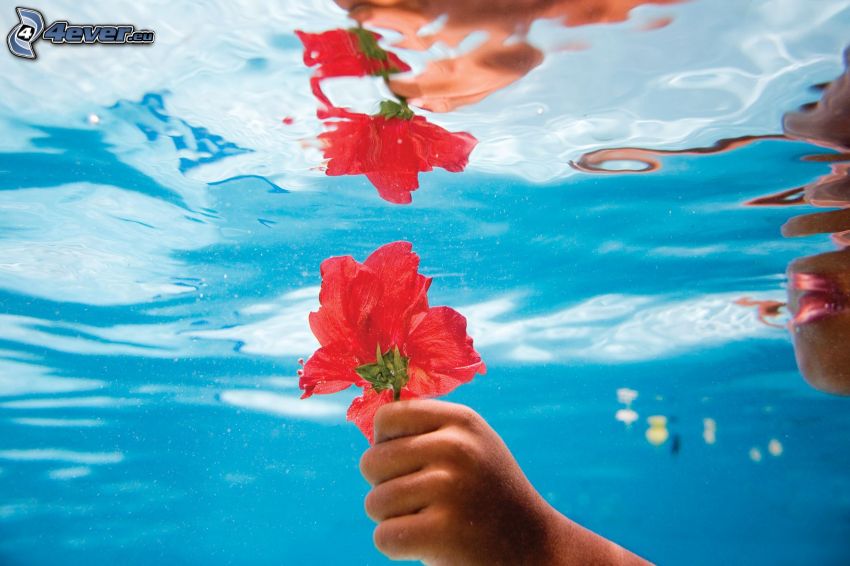 red flower, hand, water, reflection