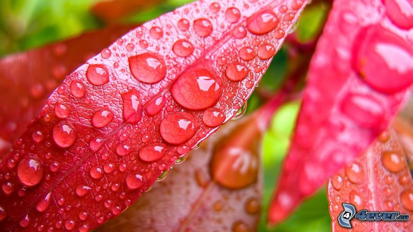 red leaves, dew on a leaf