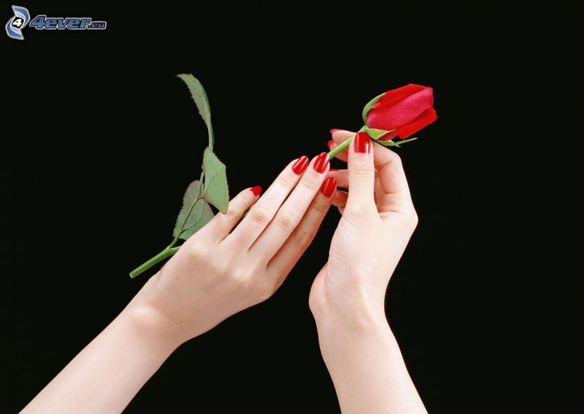 red rose, hands