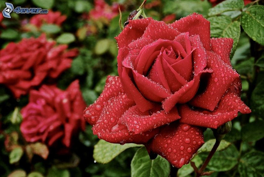 red roses, dew