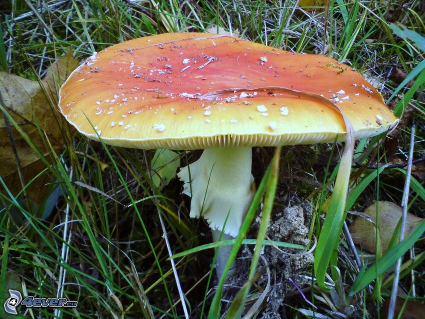 red toadstool, mushroom, grass