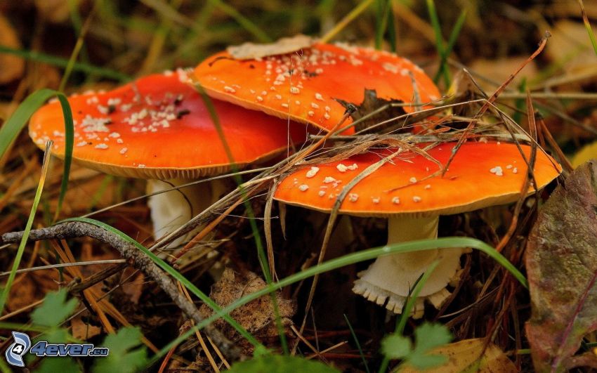 red toadstool, mushrooms, grass