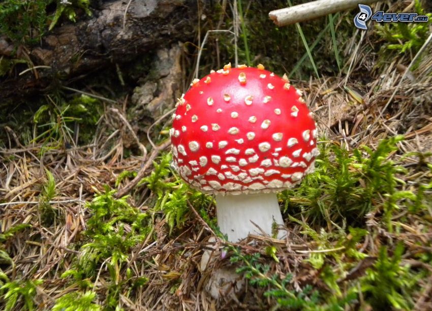 red toadstool