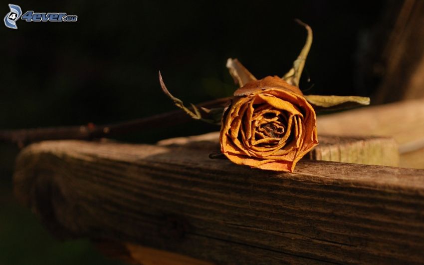 rose, dry flower