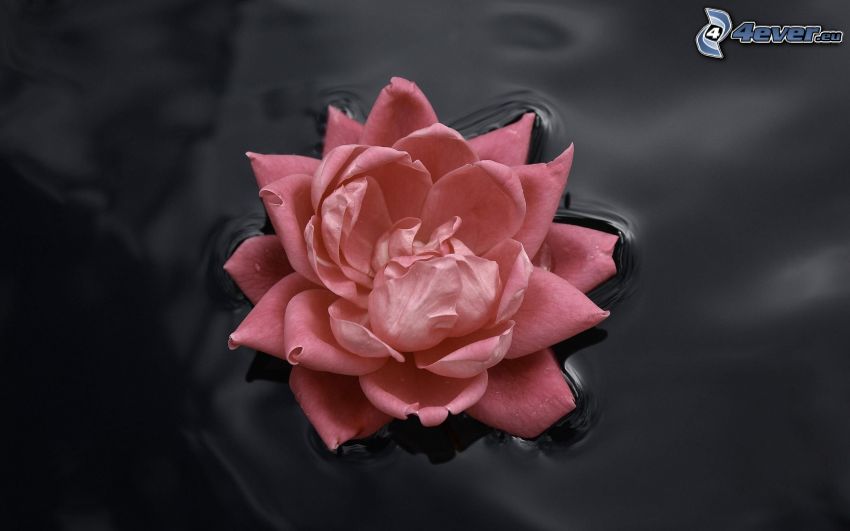 rose, water