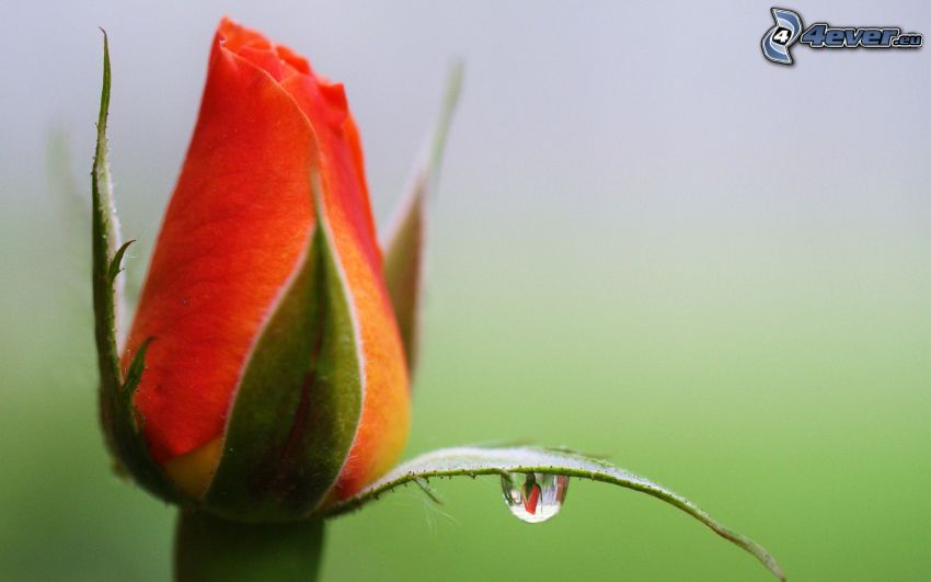 rosebud, drop of water