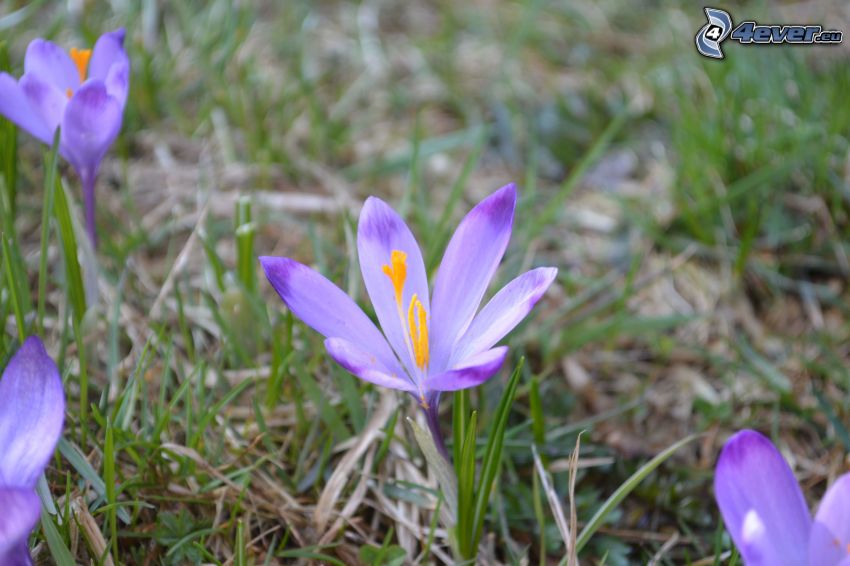 saffrons, crocus