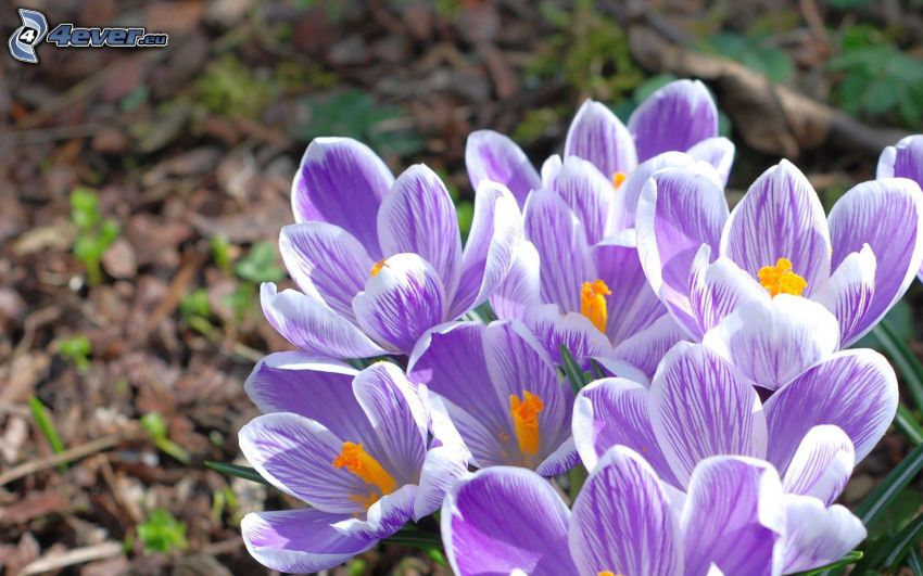 saffrons, purple flowers