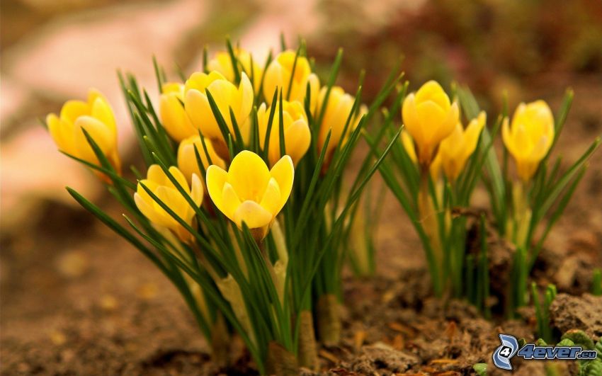 saffrons, yellow flowers