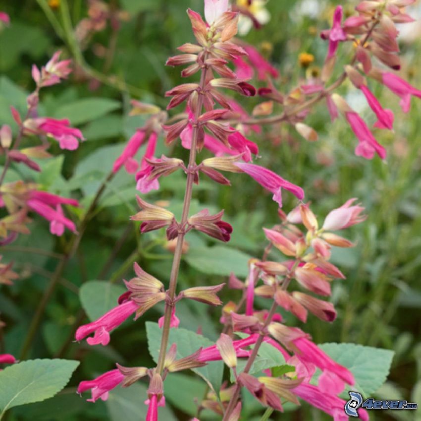 salvia, pink flowers