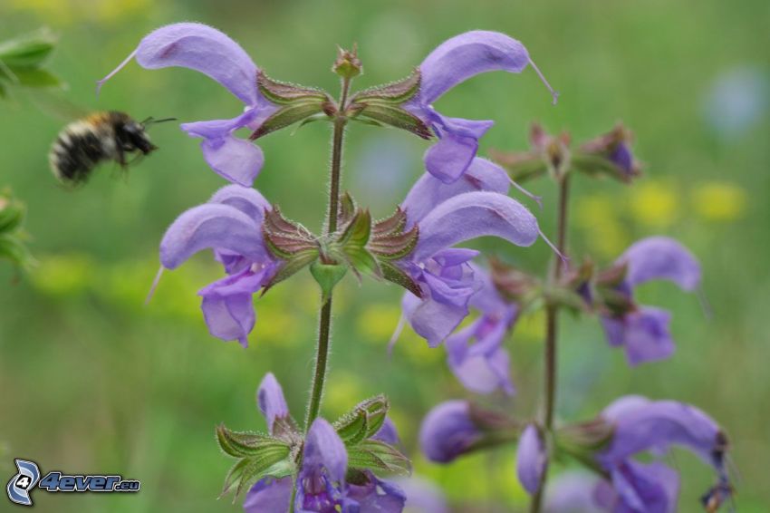 salvia, purple flowers, bumblebee