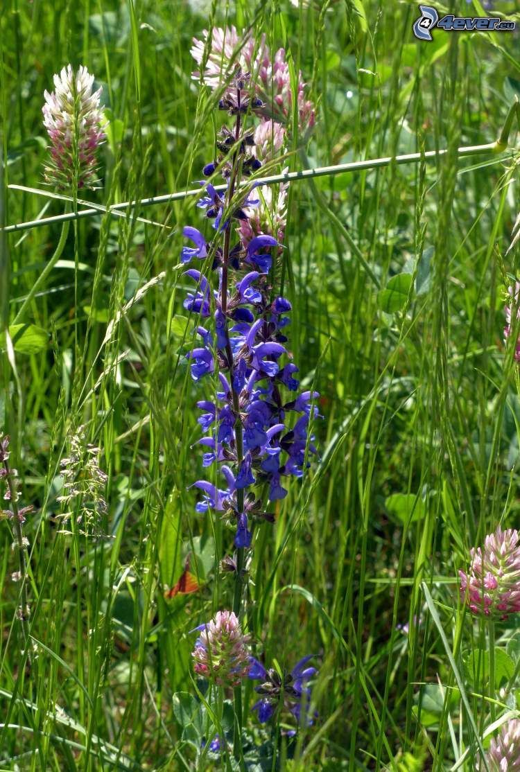 salvia, purple flowers, grass