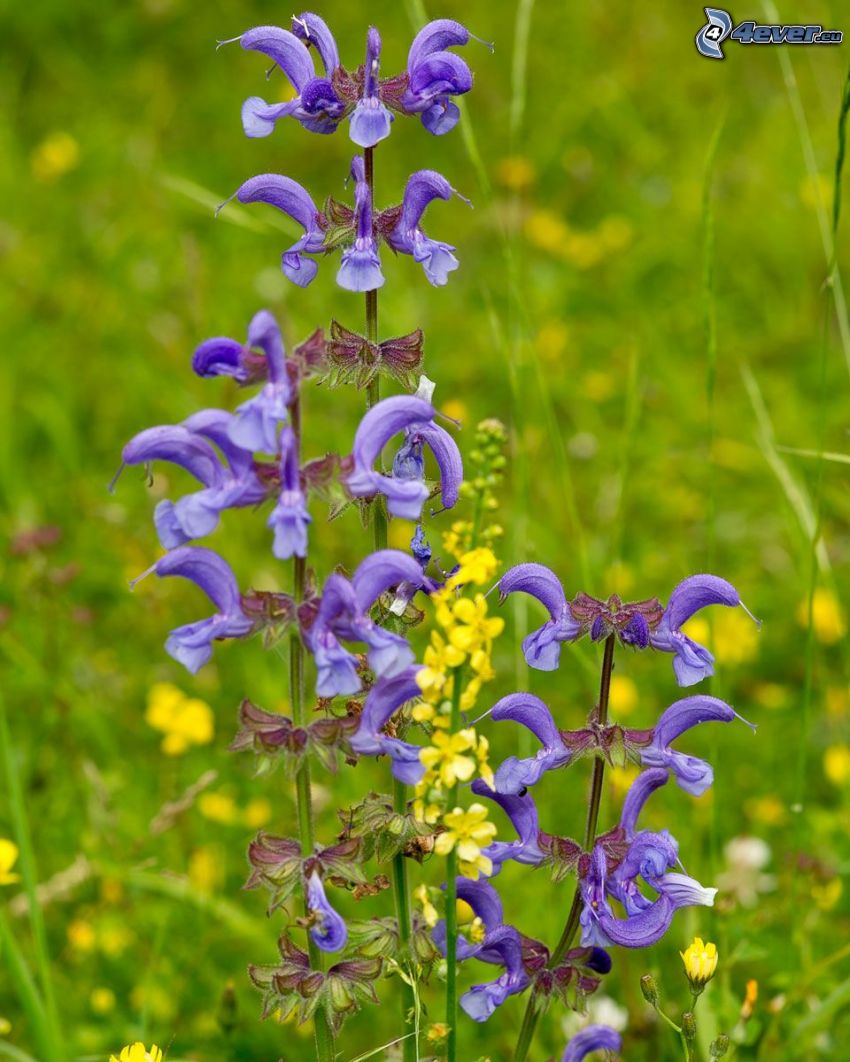 salvia, rapeseed, purple flowers