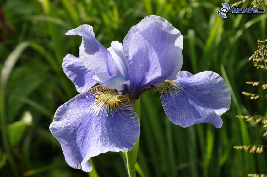siberian iris, blue flower