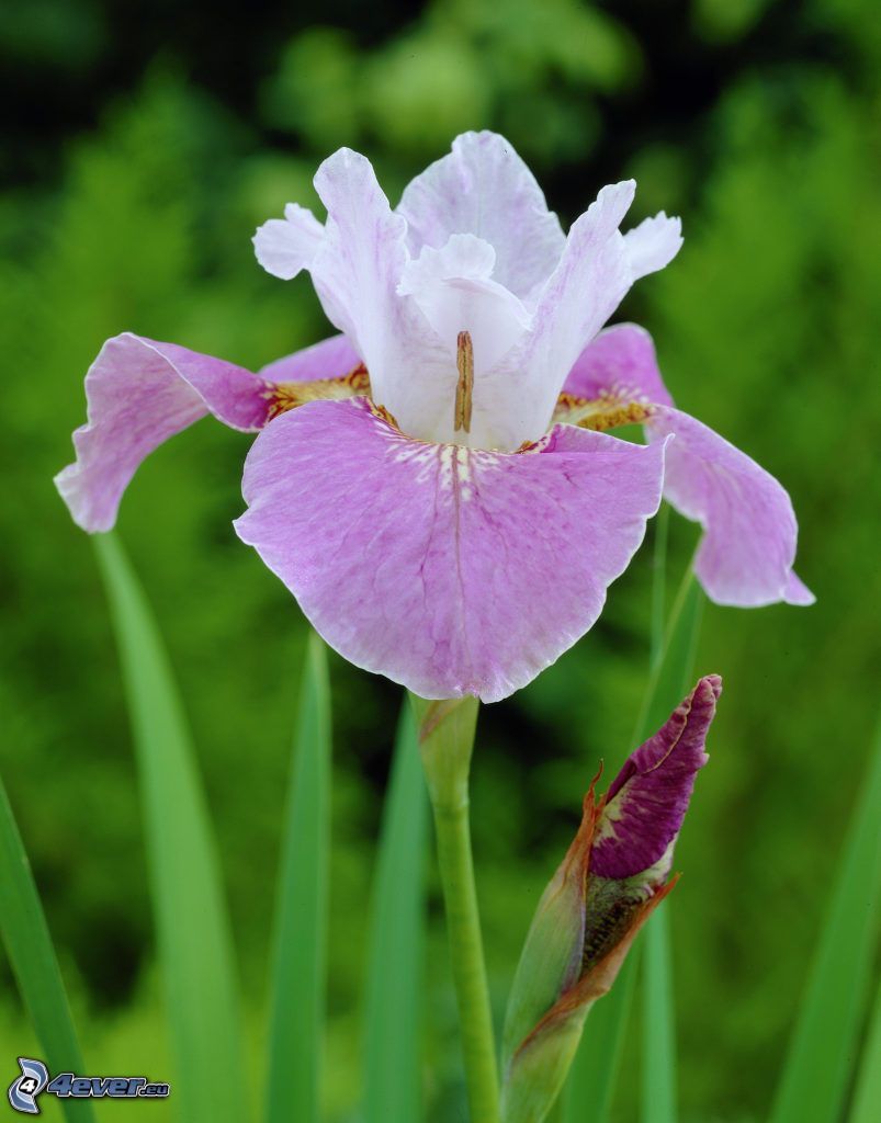 siberian iris, pink flower